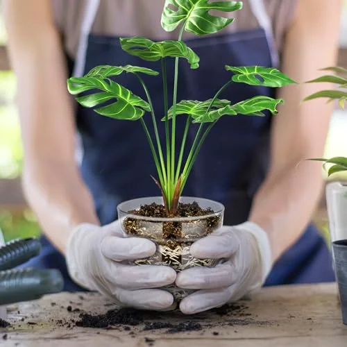 Glass Plant Pots with Saucer, Flower Nursery Plant Pots with Drainage for Flower Seed Starter Transparent Seedling () view 4