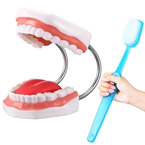 Huge Mouth Model with Hinge and Giant Toothbrush Set for Speech Therapy, Brushing Teaching Dental Teeth Model, Dental Hospital Health Education Tool()