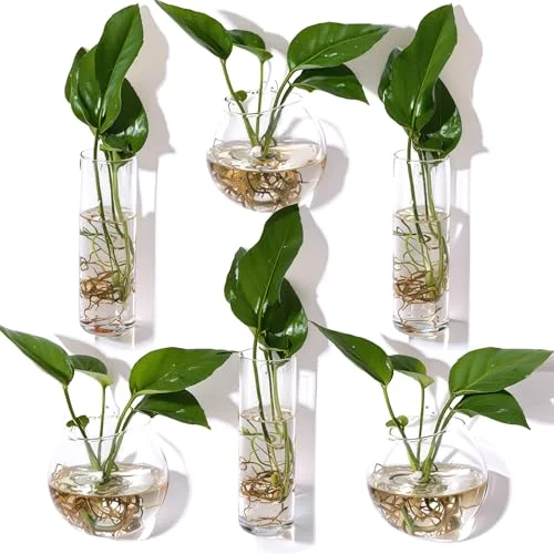 Glass Wall Hanging Vase Indoor Propagation Planter with Hanging Suction Cup and Plastic Invisible Traceless Hanger for Hydroponic Flower Succulent Spring Summer Wedding Wall Mount Decor