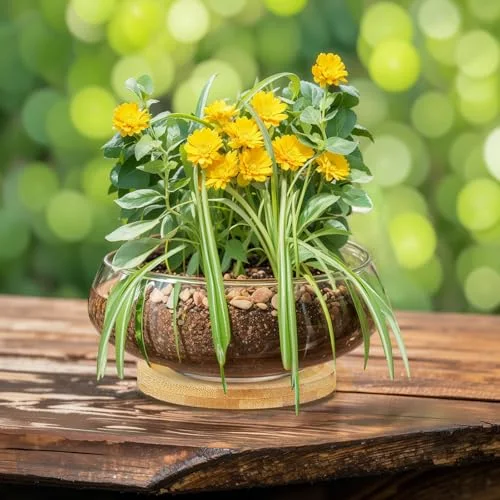 Glass Planter Bowls for Flowers with Tray 6'' Round Glass Vase Bowl Hydroponic Lotus Planter Pot Propagation Vases Fish Bowl for Plants Indoor Windowsill Kitchen Desktop Wedding Decor view 8