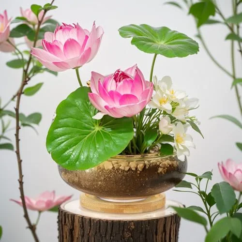 Glass Planter Bowls for Flowers with Tray 6'' Round Glass Vase Bowl Hydroponic Lotus Planter Pot Propagation Vases Fish Bowl for Plants Indoor Windowsill Kitchen Desktop Wedding Decor view 10