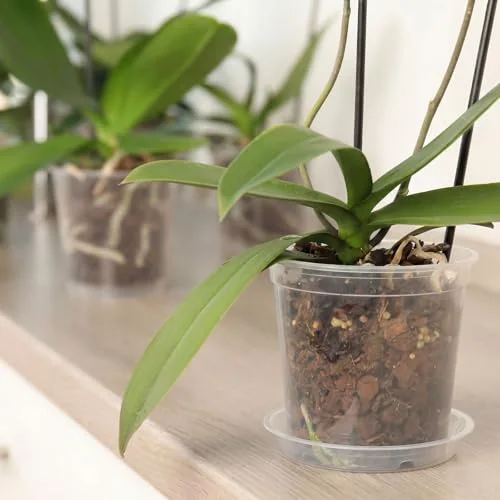 Nursery Pot,Multiple Sizes view 10
