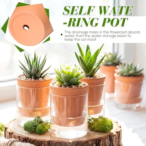 Self Watering Pot for Indoor Plants Glass Planter Small Plant Pot with Saucer Reservoir Drainage Holes Bottom Watering Pot for African Violet Orchid Flowers Houseplant view 8