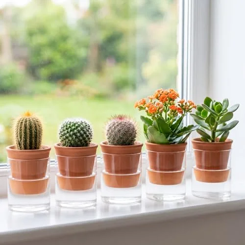Self Watering Pot for Indoor Plants Glass Planter Small Plant Pot with Saucer Reservoir Drainage Holes Bottom Watering Pot for African Violet Orchid Flowers Houseplant view 9